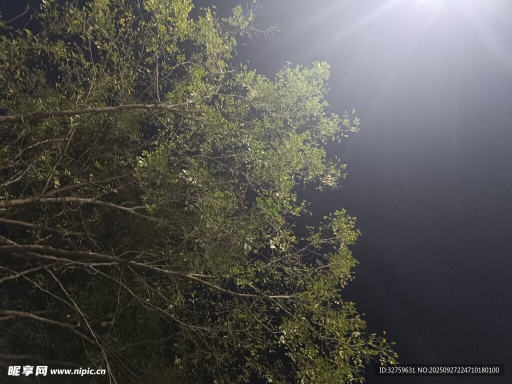 夜中樹梢映月光