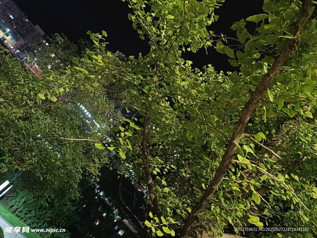 夜晚中的蔥郁綠植