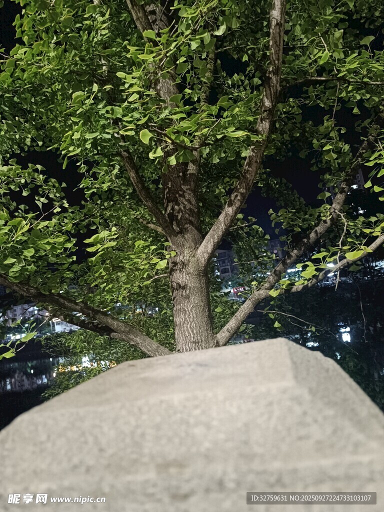 夜晚樹下的石堆景觀