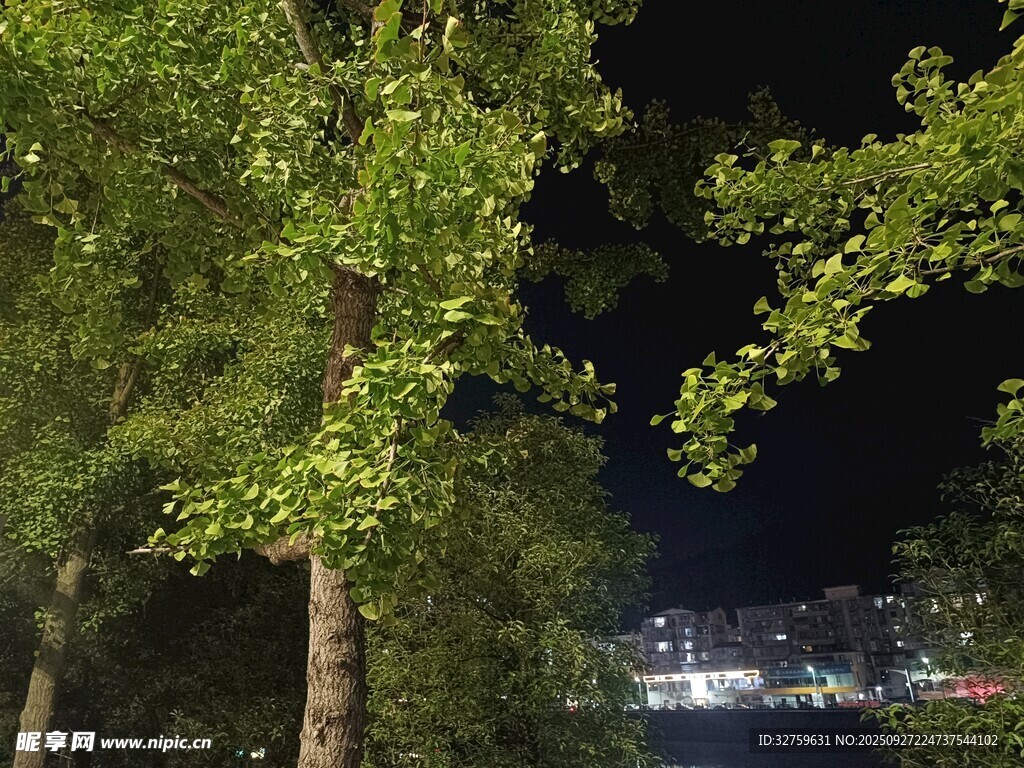 夜晚樹下的城市微光