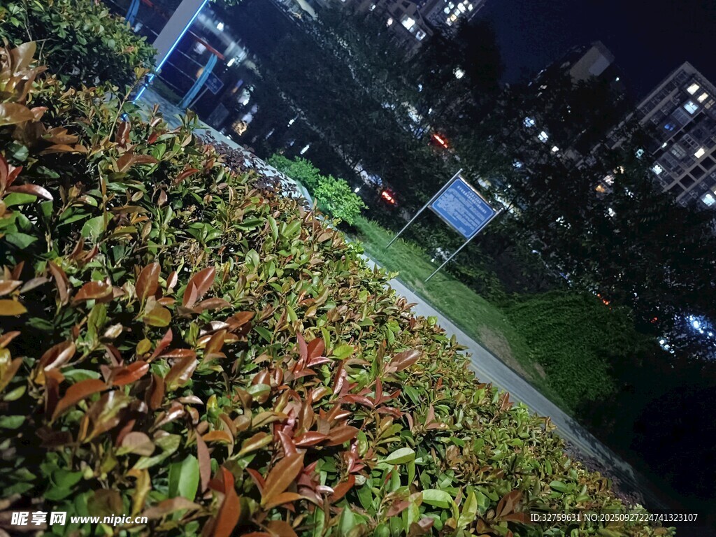 夜晚街邊多彩植物景觀