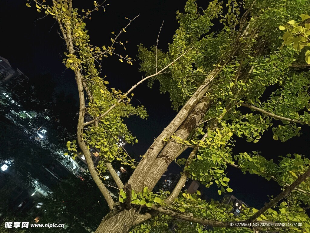 夜晚中的繁茂樹木