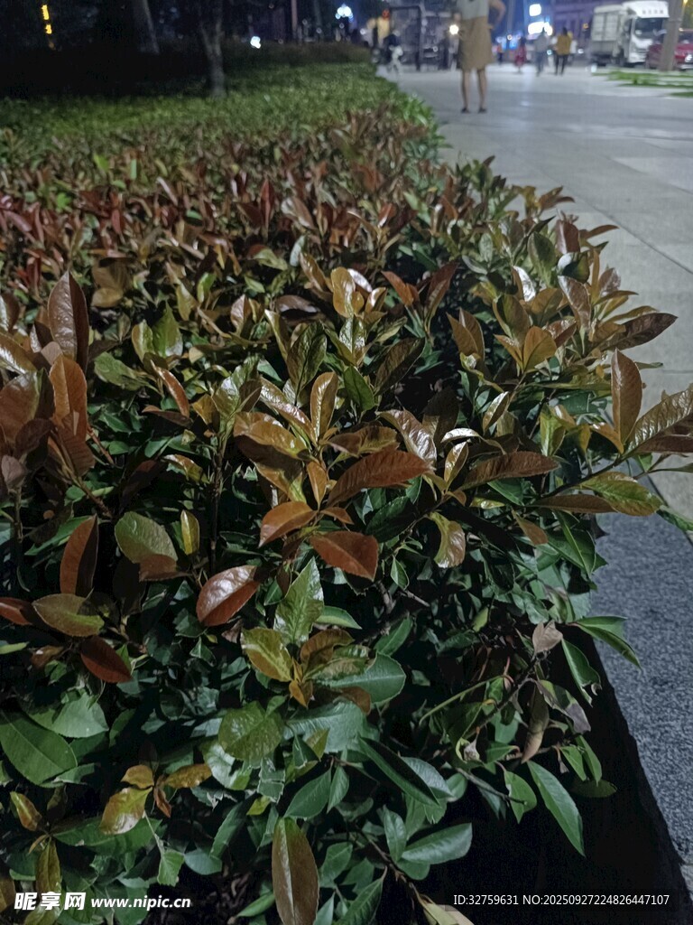 路邊色彩豐富的灌木叢