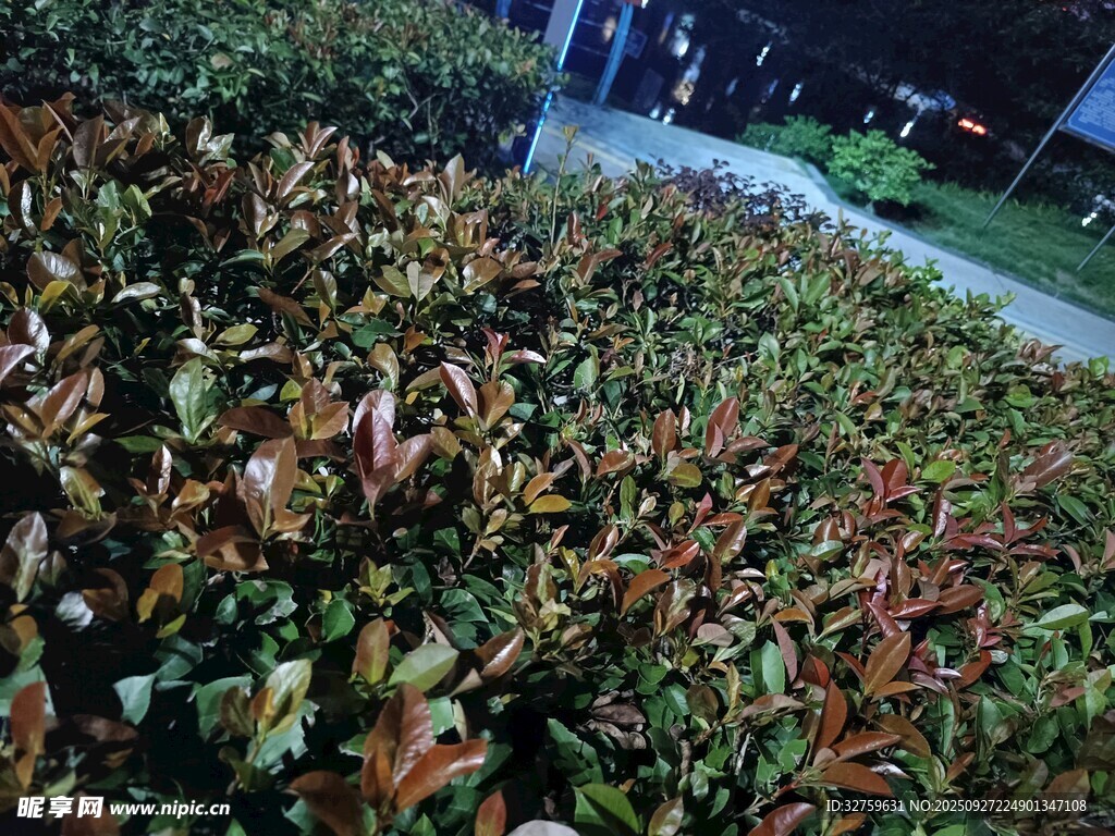 多彩植物景觀