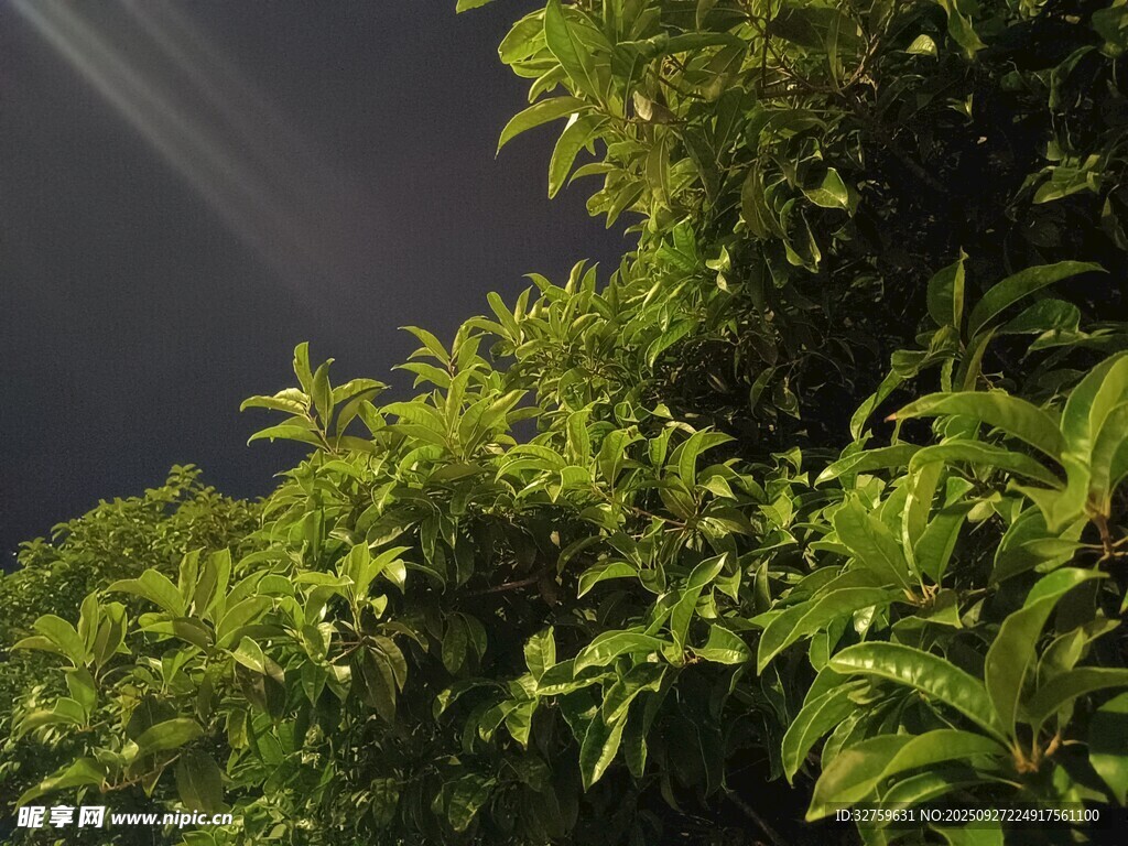 陽光灑落翠綠植物