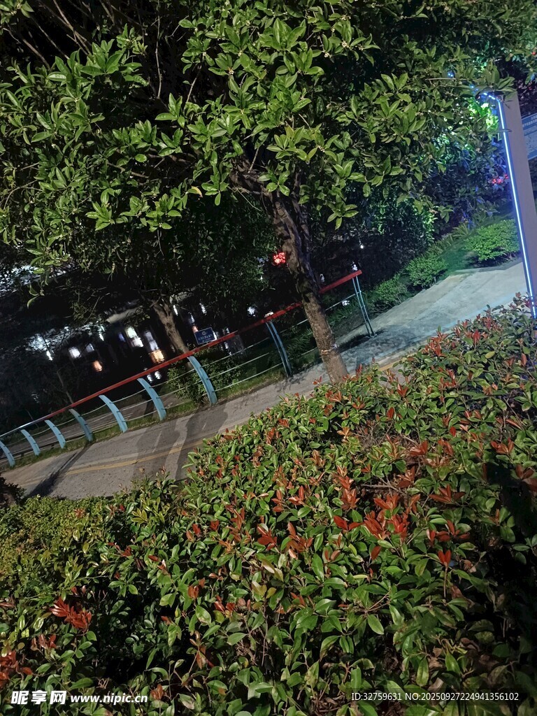 夜晚公園的綠植與花卉