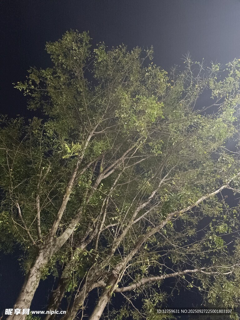 夜晚中的樹木剪影