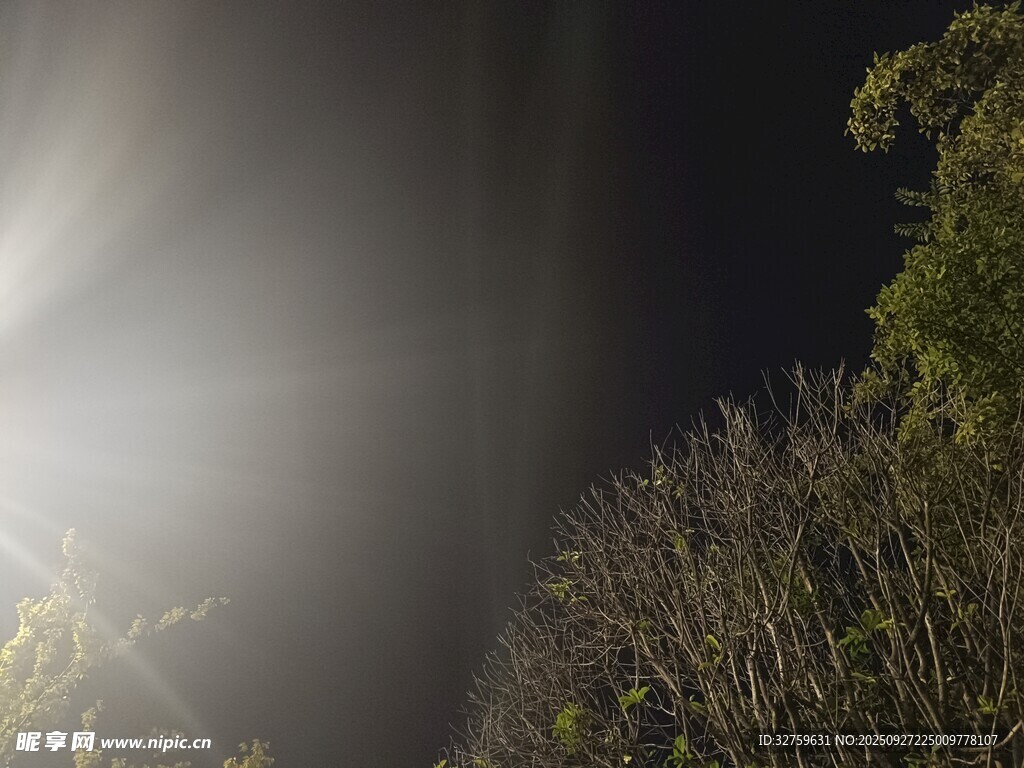 夜間光束穿透綠植景象