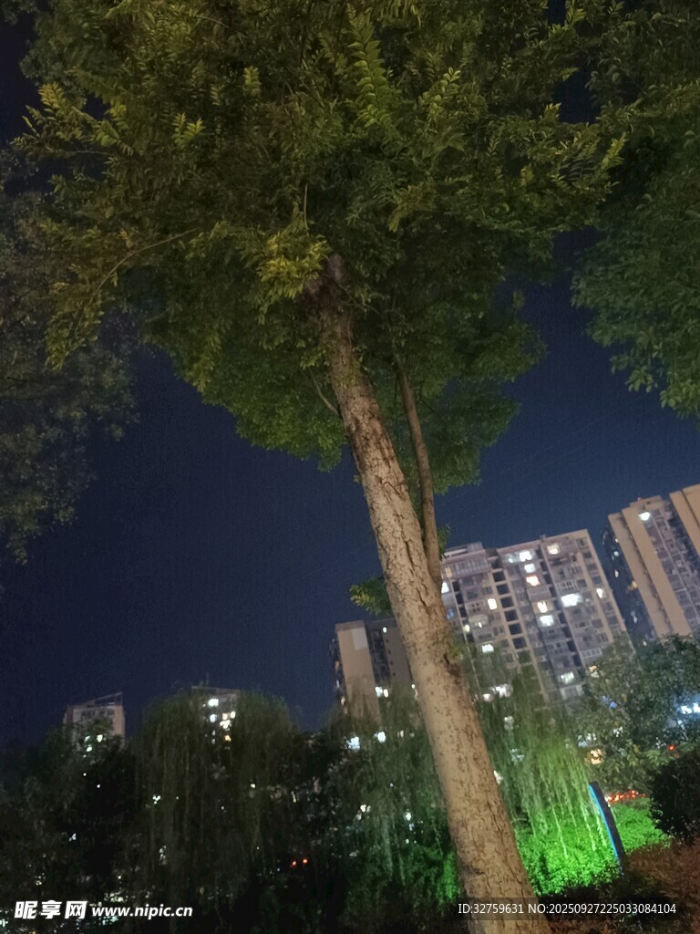 夜晚城市中的樹木景觀