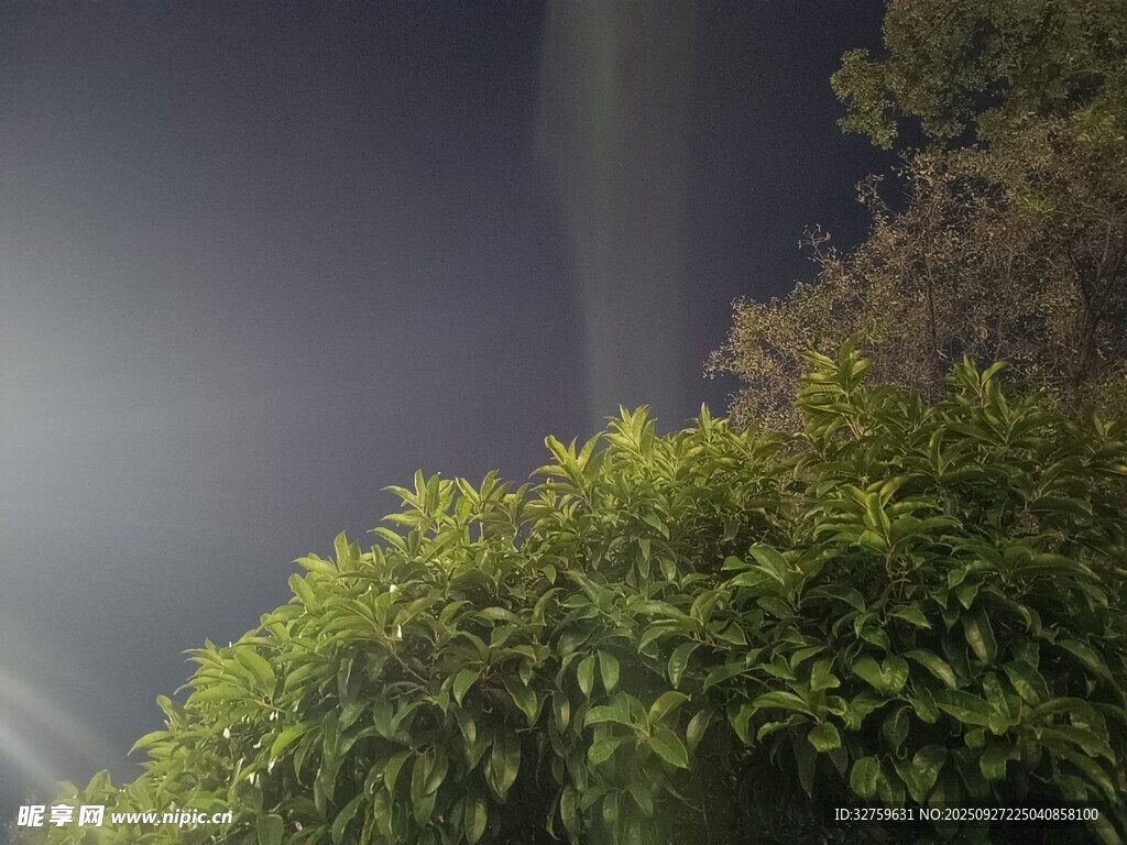 夜幕下的綠植與神秘光線