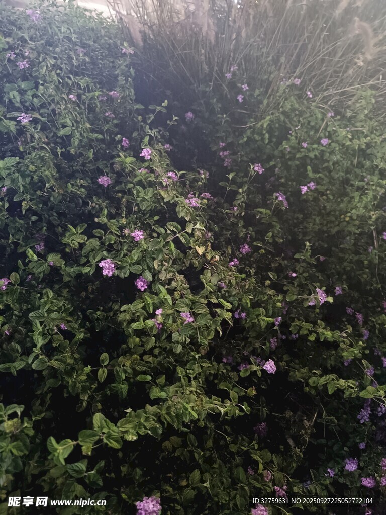 繁茂花叢中的紫色小花