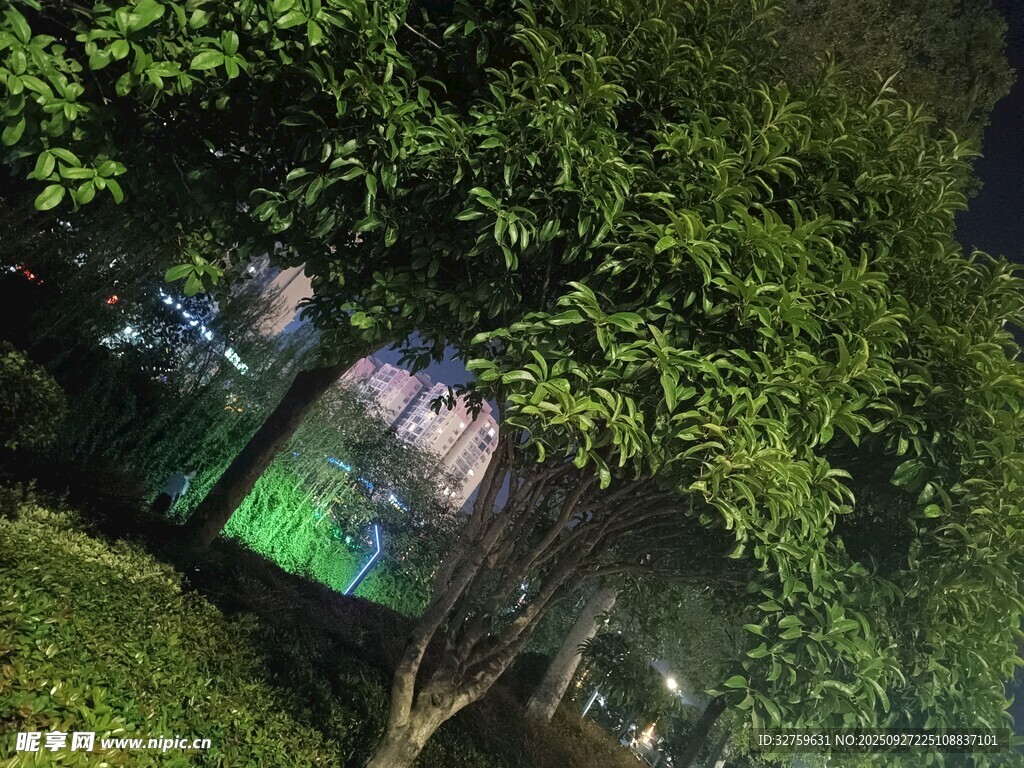 叢林中的神秘露營場景