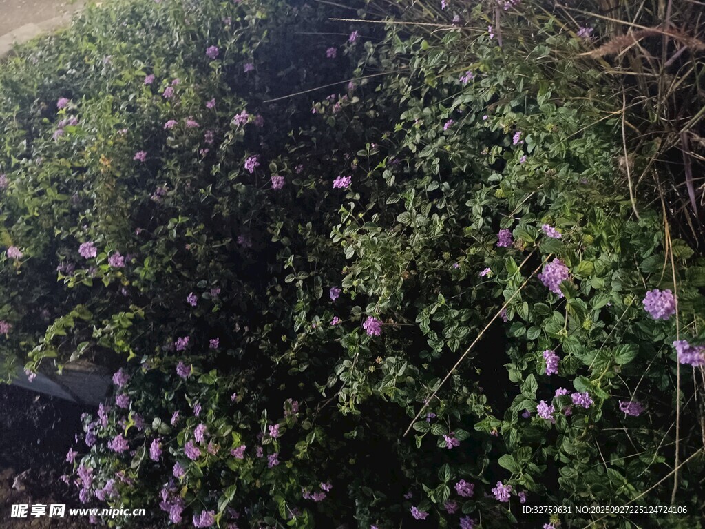 繁茂綠植間的紫色小花