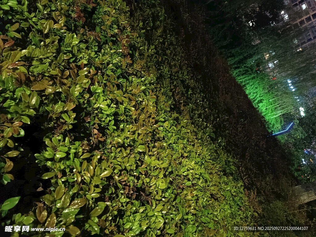 夜晚綠植墻景觀