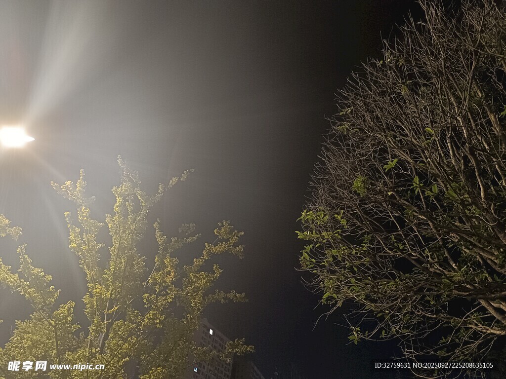 月夜下的樹木與明亮路燈