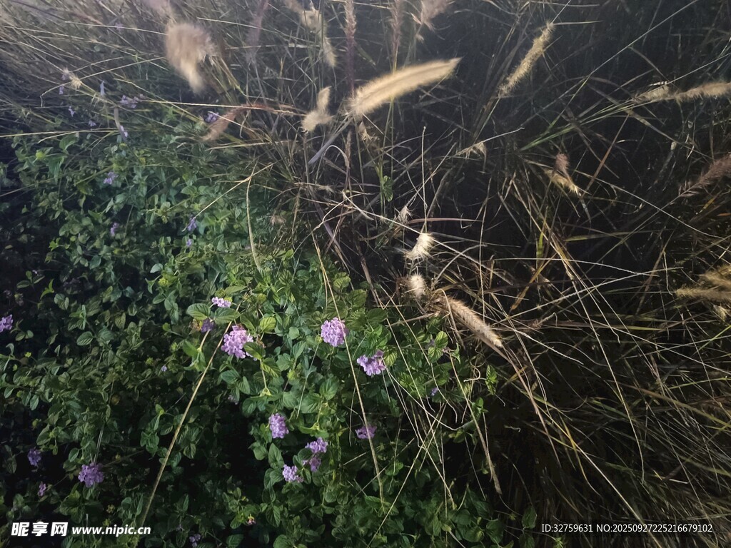 草叢中的紫色小花