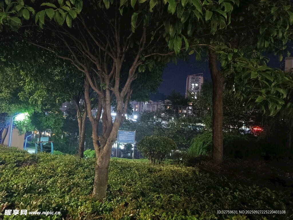 夜晚城市中的綠植與樹木