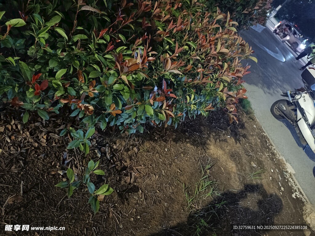 路邊綠植旁的人影