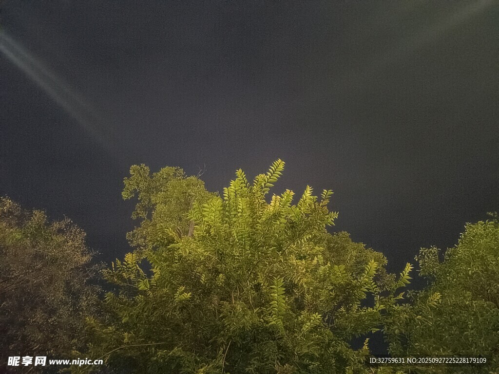 夜空中的蔥郁樹冠