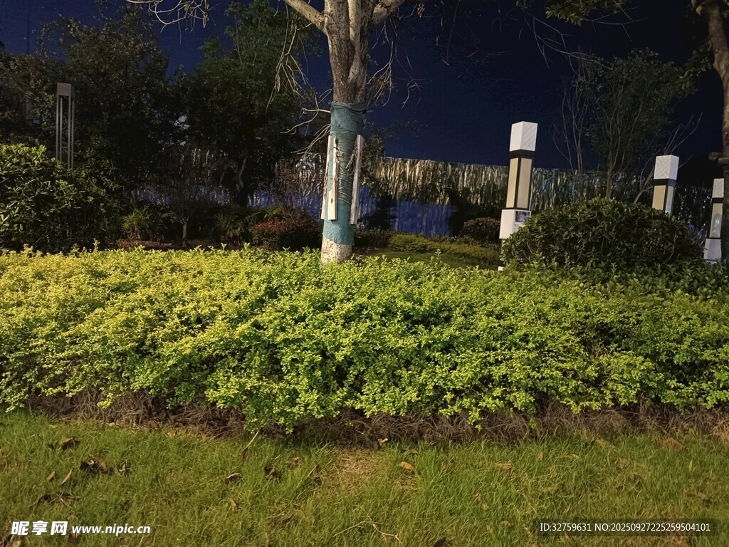 夜晚綠植景觀