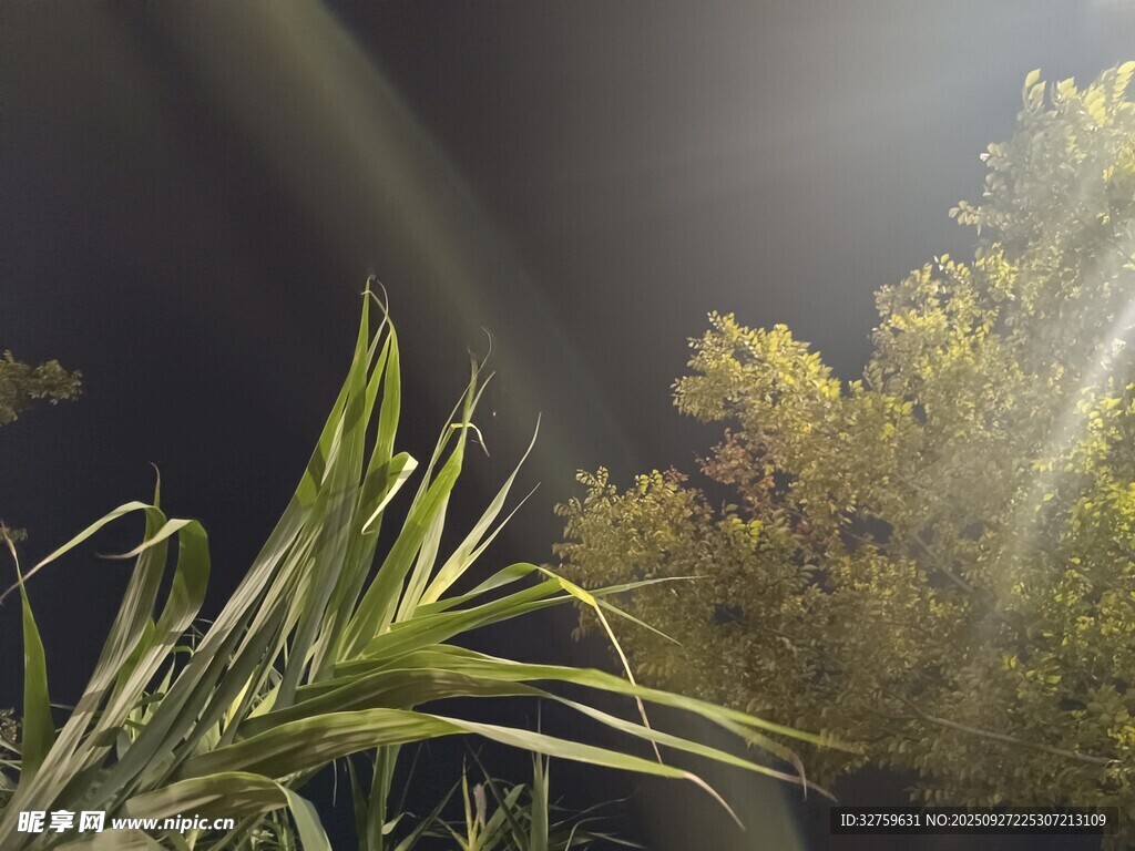 夜中植物映著束束光線