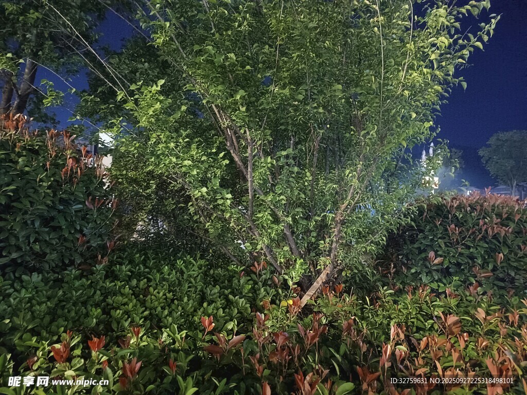 夜幕下的綠植景致