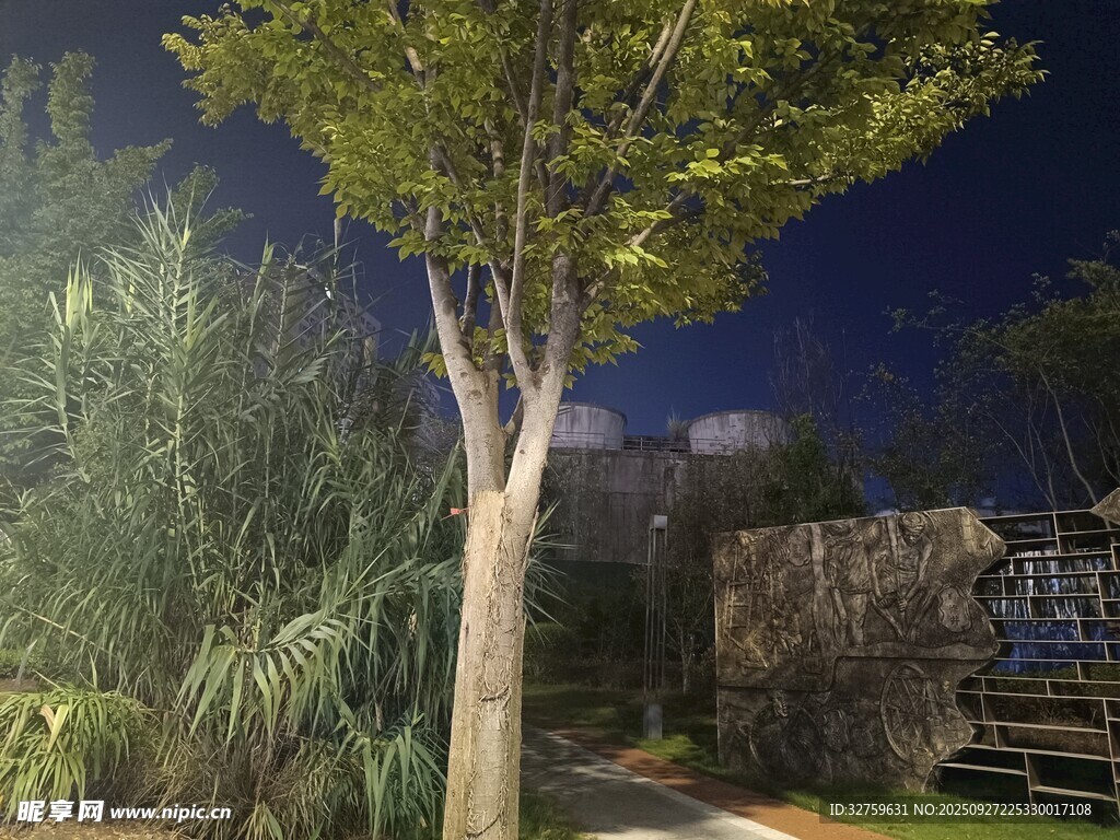 夜晚小徑旁的樹木與綠植