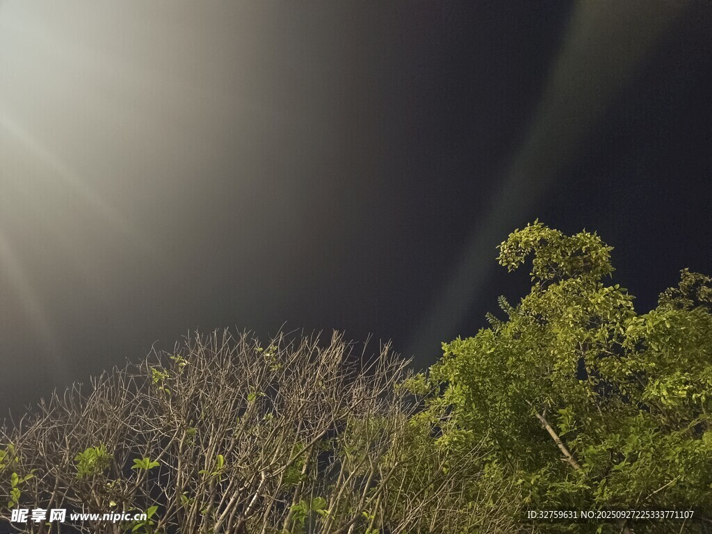 陽光穿透樹林的自然景象