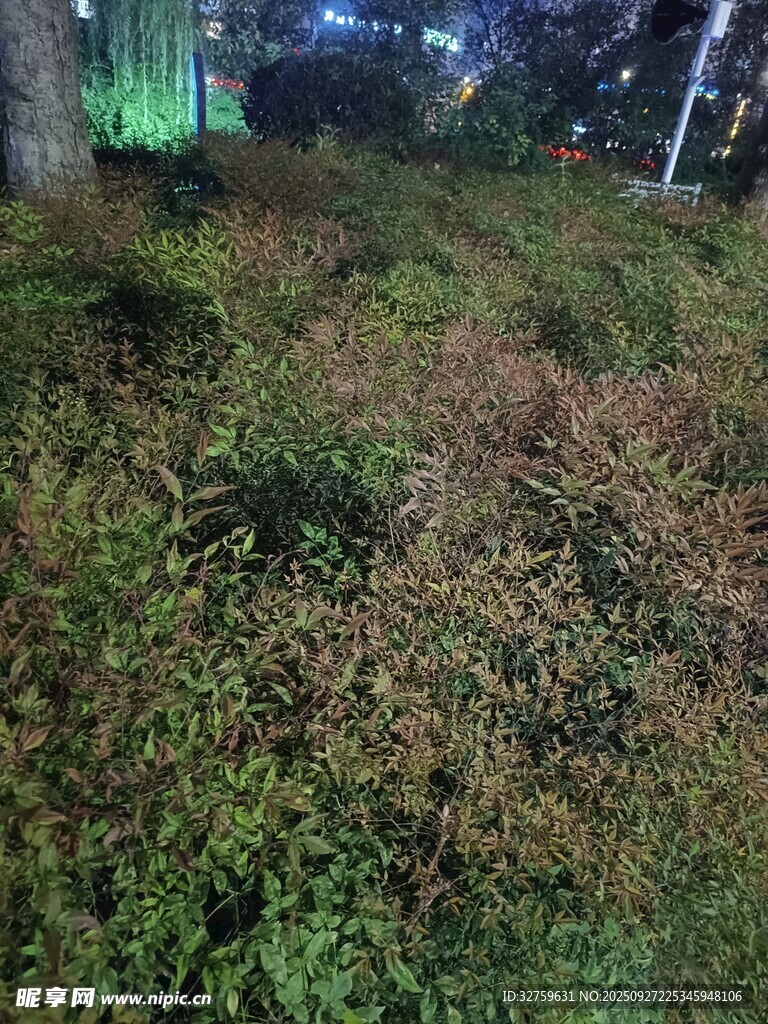 夜晚中的繁茂綠植景觀