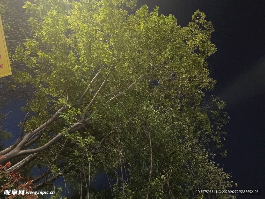 夜間繁茂綠樹(shù)景象