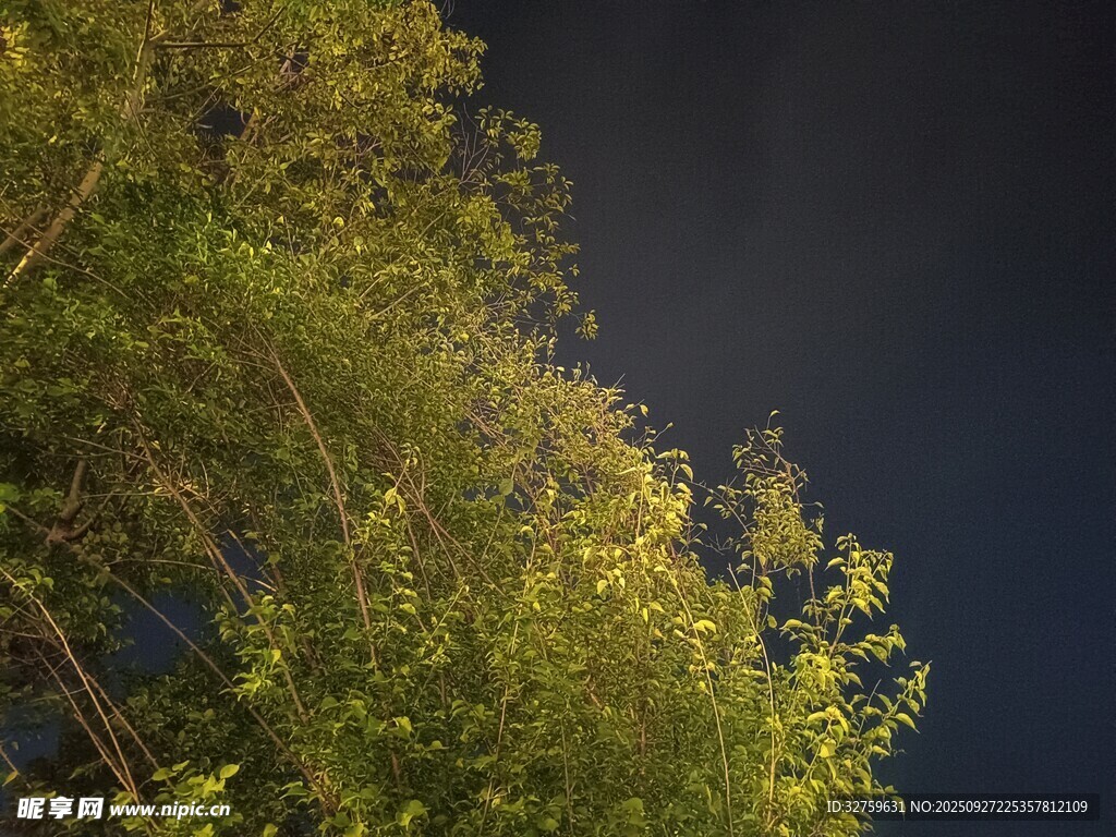 夜幕下的蔥郁樹梢