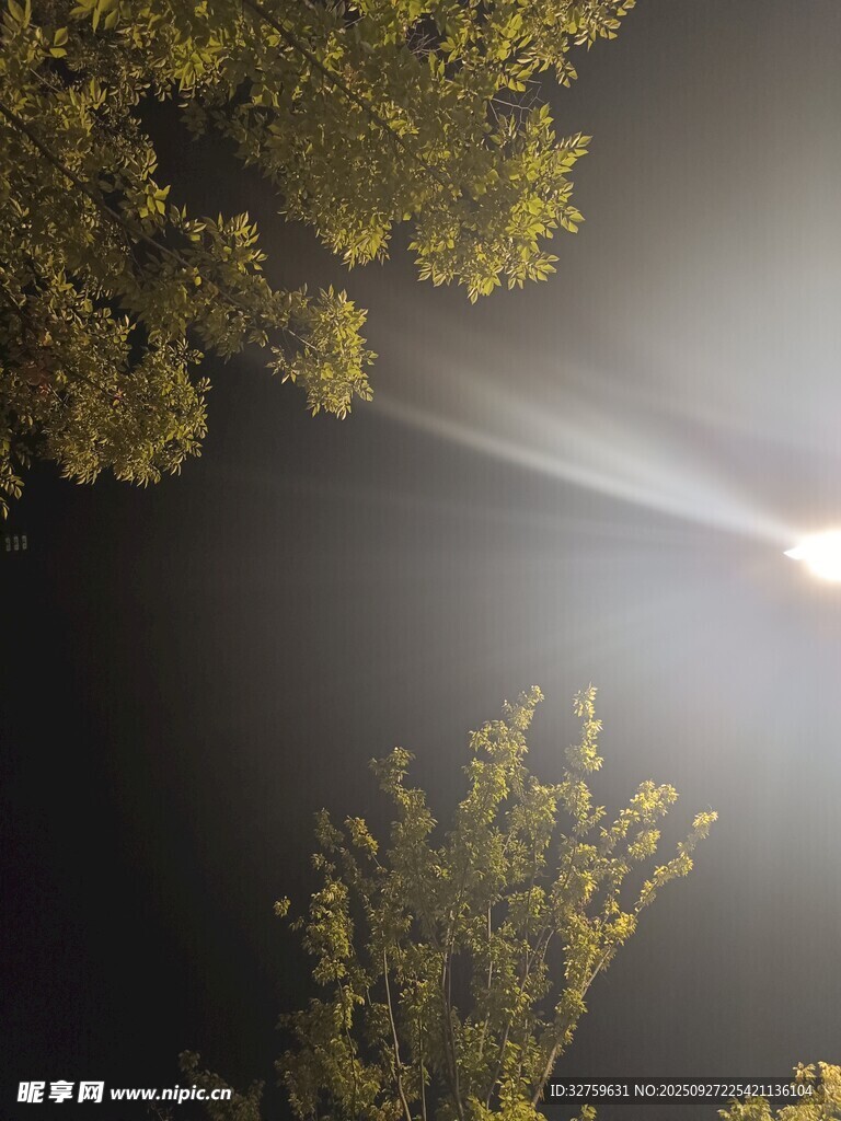 夜空下透過枝葉的耀眼光芒