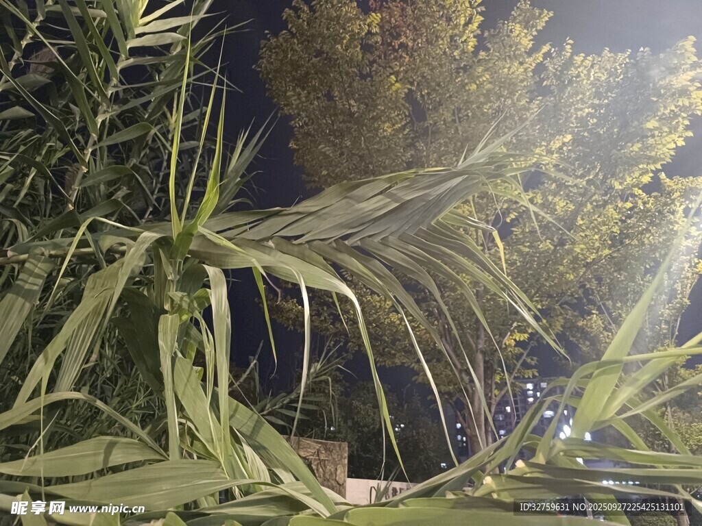 夜間的蔥郁植物景觀