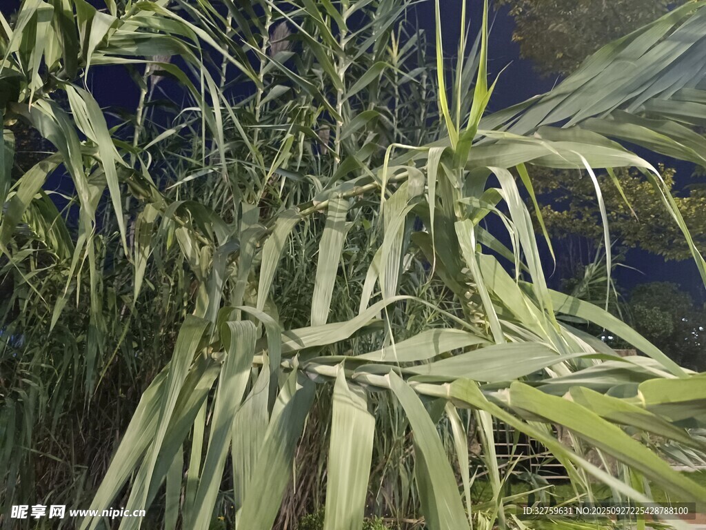 夜間的高大蘆葦植物