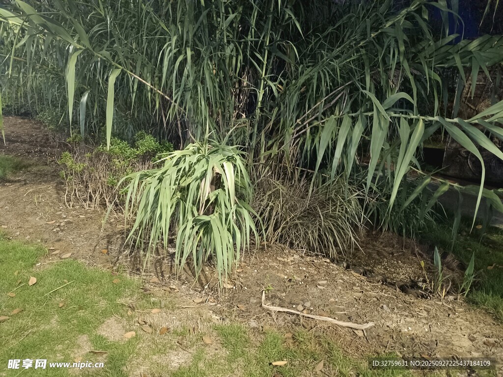 戶(hù)外生長(zhǎng)的綠色植物