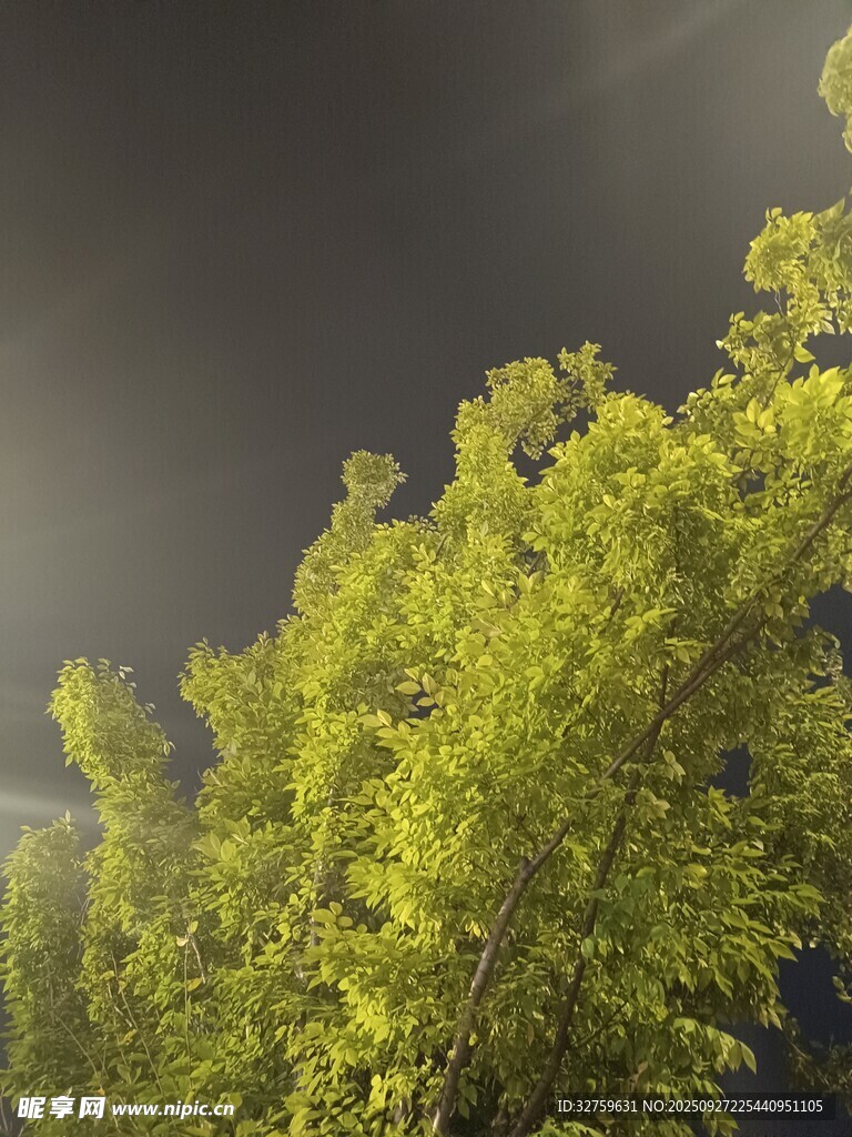 陽光下的翠綠樹梢