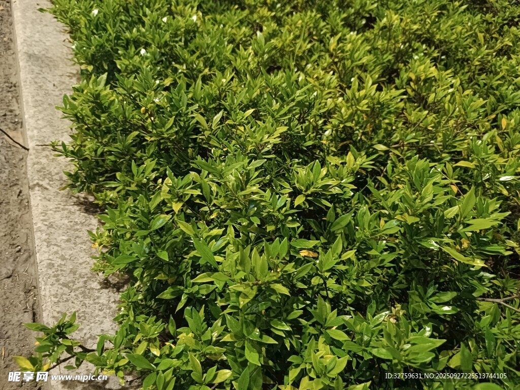 路邊翠綠灌木叢