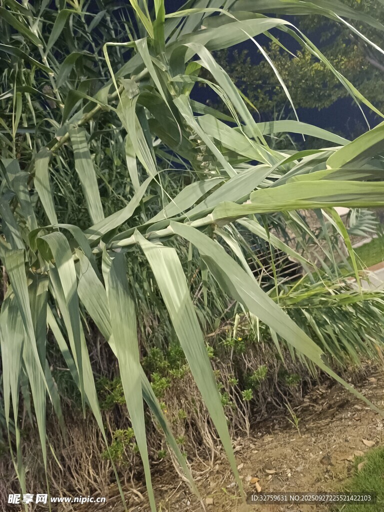 田間生長的茂盛綠色植物