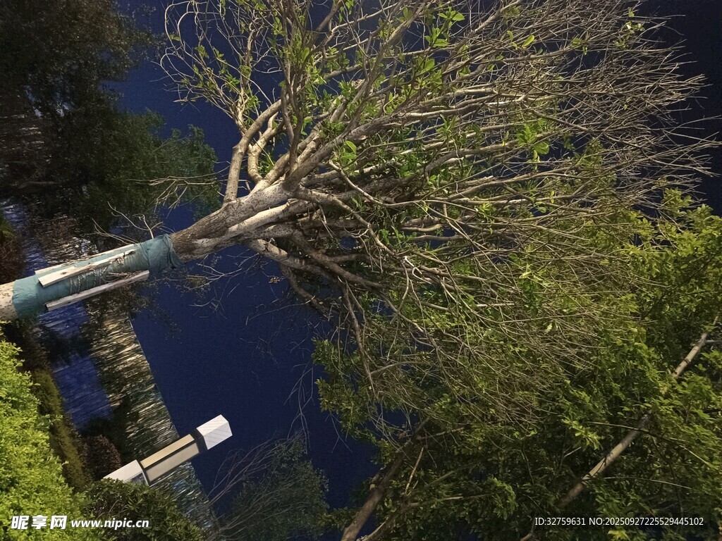 高空視角下的繁茂樹木