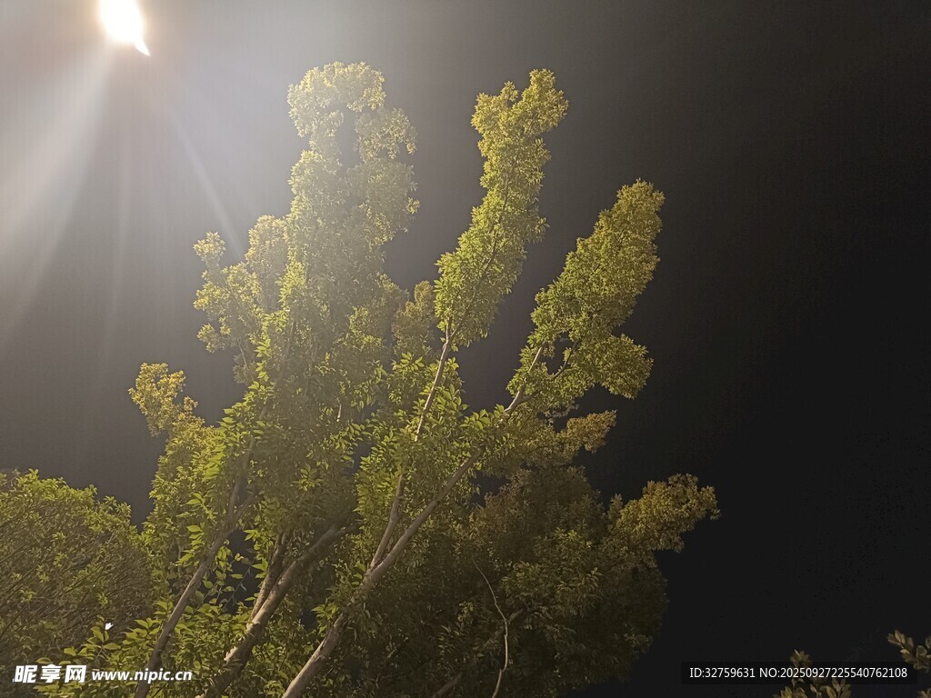 月夜下的樹(shù)梢