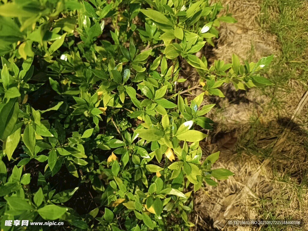 綠葉繁茂的戶(hù)外植物景觀
