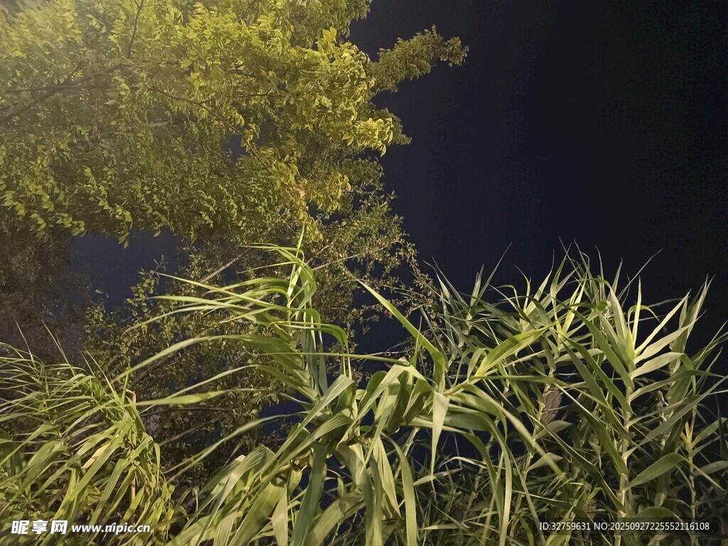 夜幕下的蔥郁植物