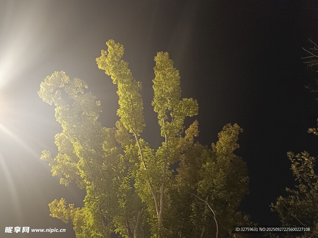 夜中閃耀的金黃樹木