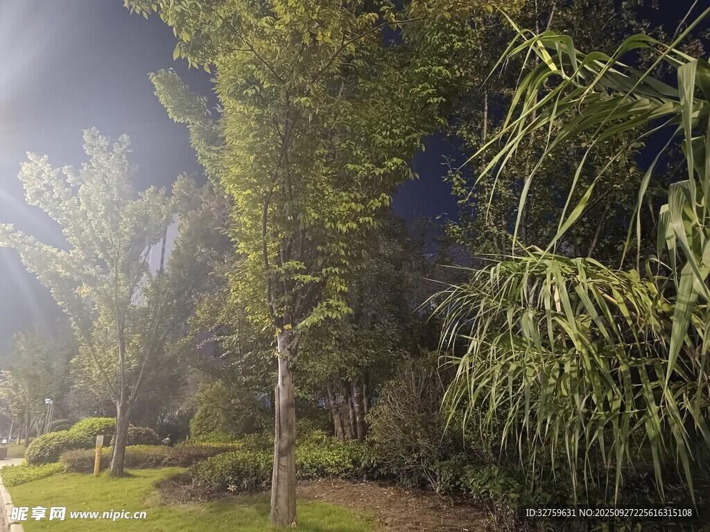 夜晚公園綠植景觀