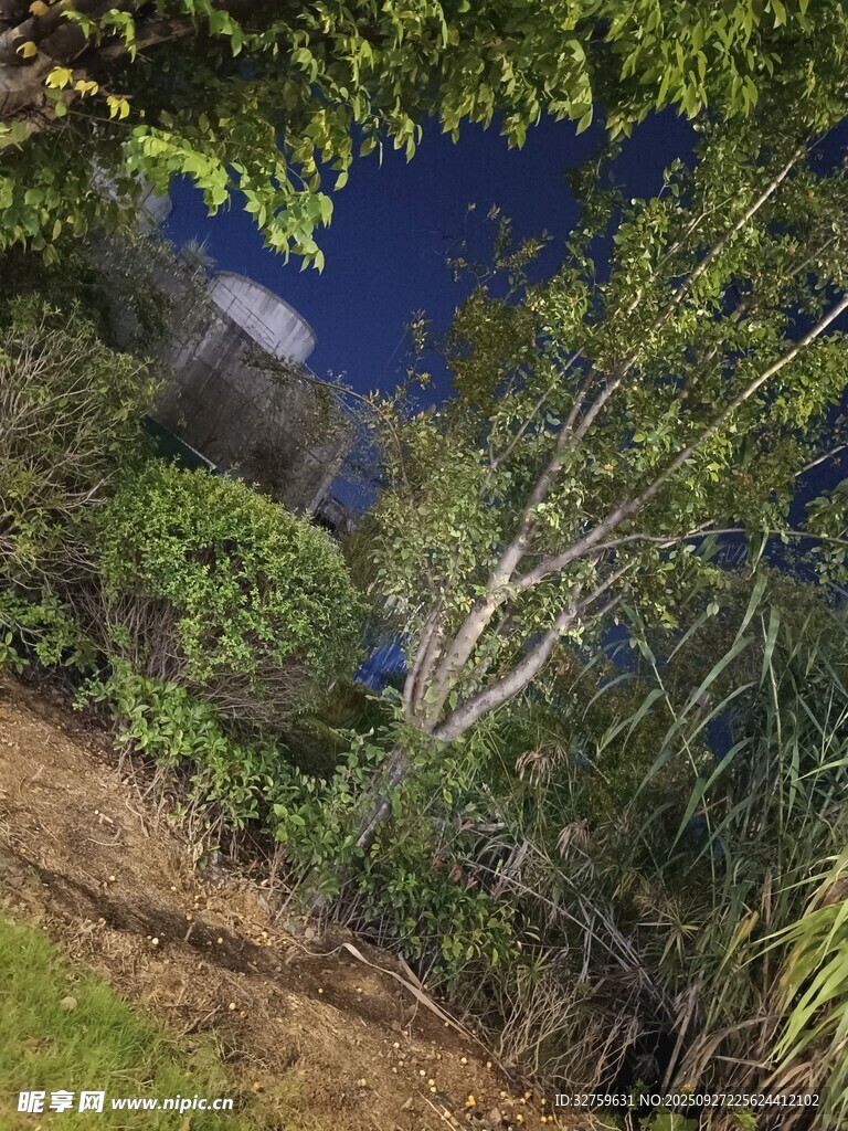 月夜下的林間小徑