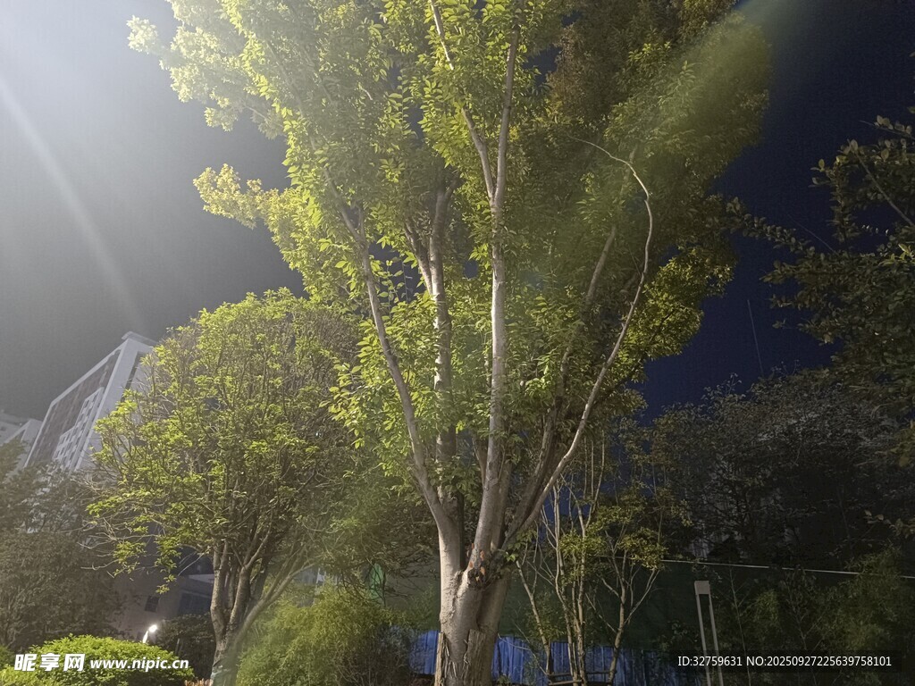 陽(yáng)光穿透樹林的靜謐美景