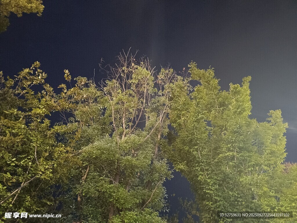 夜幕下的蔥郁樹梢