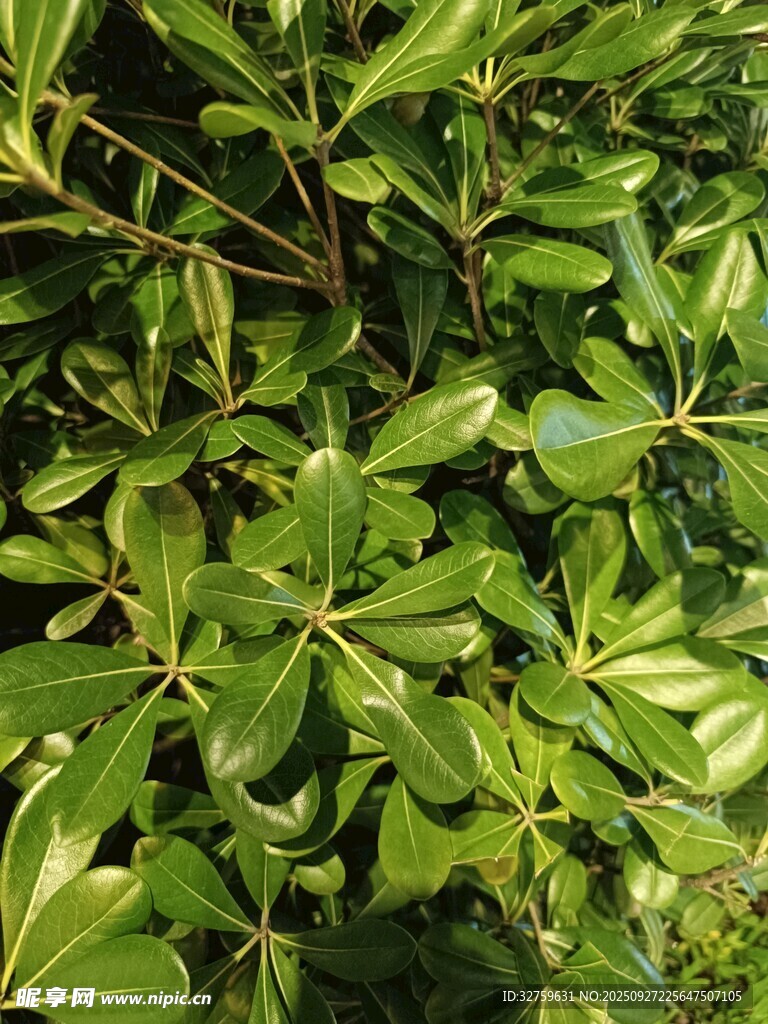 翠綠繁茂的綠葉植物