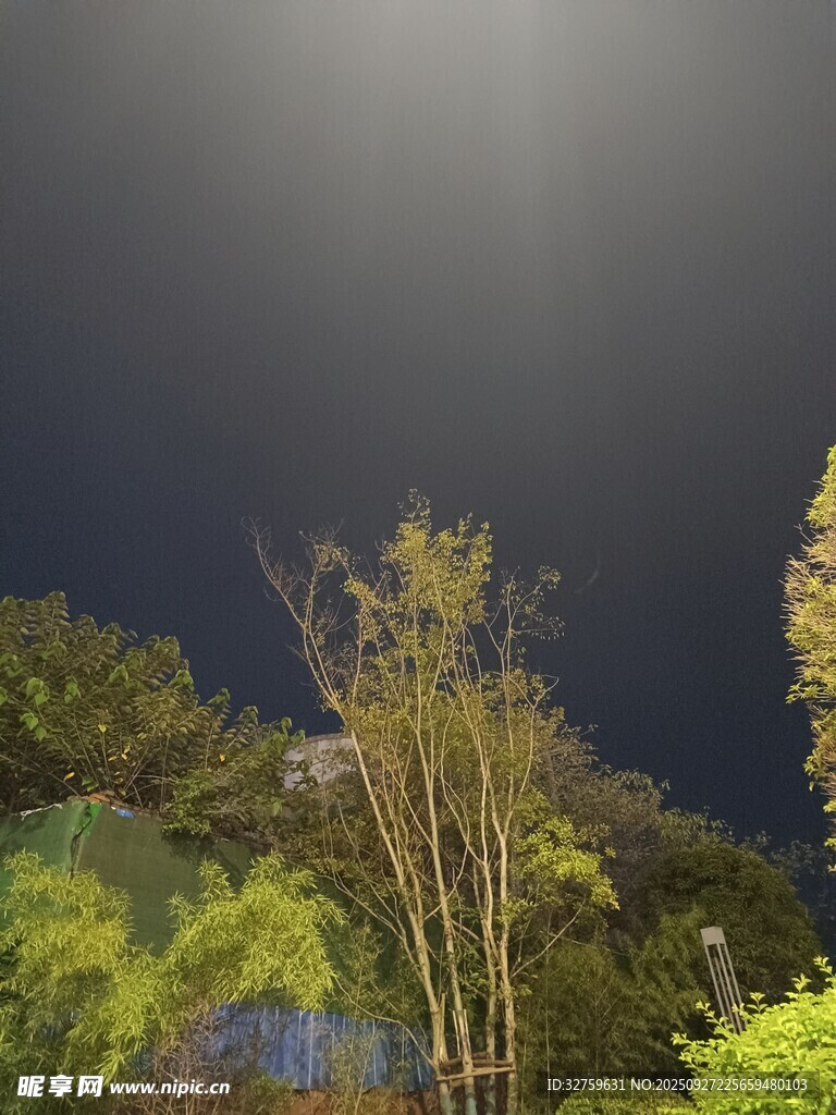 夜幕下的樹木與朦朧光線