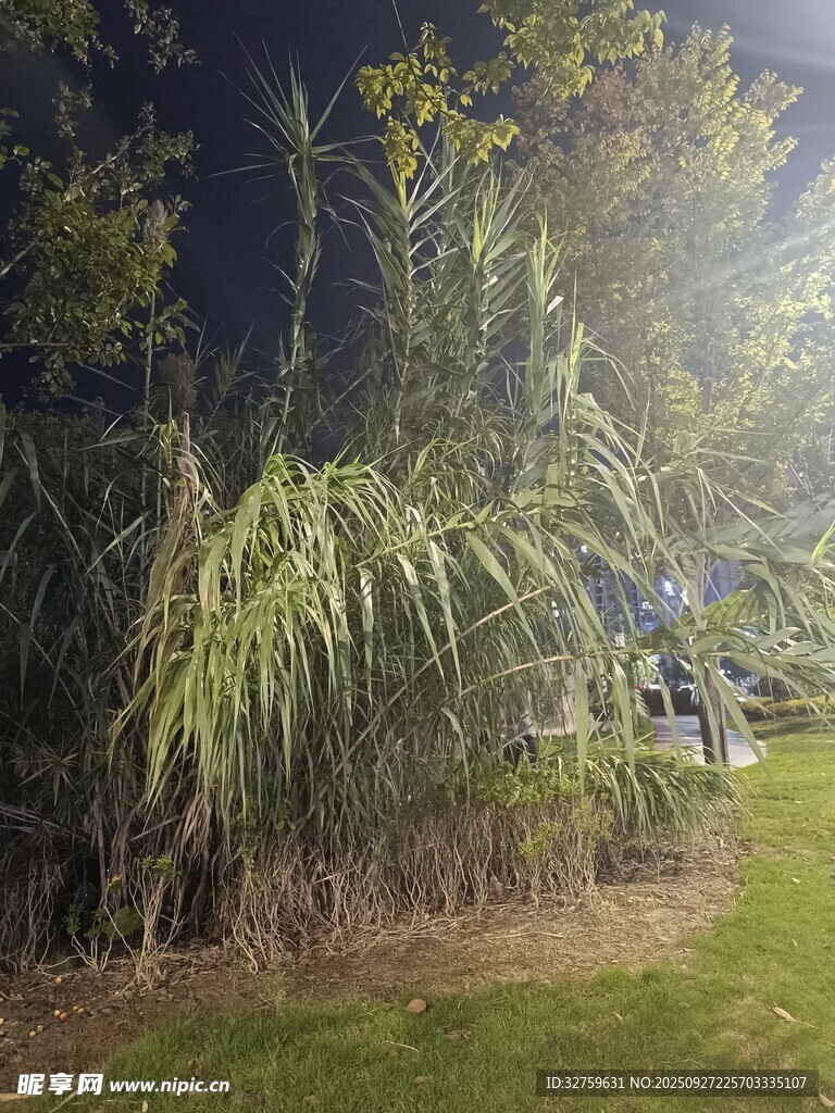 夜間林下景象